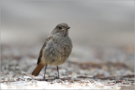 <p>REHEK DOMÁCÍ (Phoenicurus ochruros) /Black redstart - Hausrotschwanz/</p>